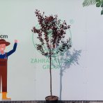 Slivka čerešňoplodá (Prunus cerasifera) ´PISSARDII NIGRA´ - výška 220-240 cm, obvod kmeňa 4/6 cm, kont. C25L/C30L - NA KMIENKU